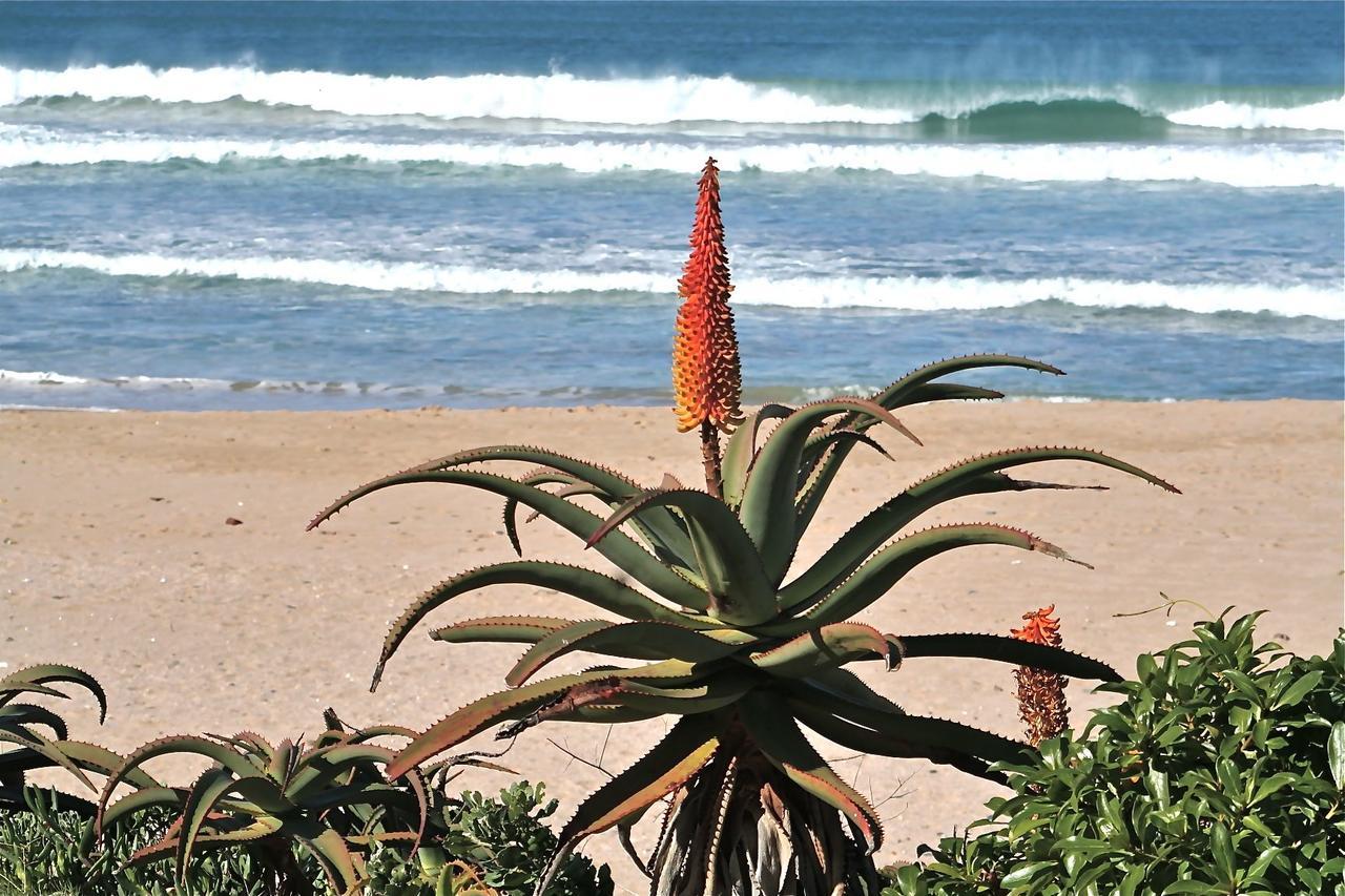 Alpha Daire Jeffreys Bay Dış mekan fotoğraf